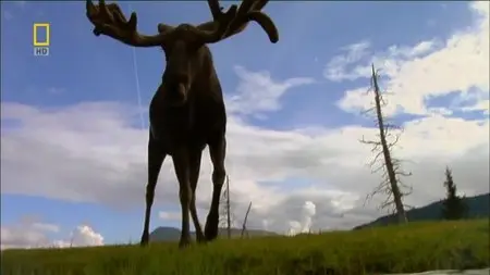 National Geographic - Mighty Moose (2007)