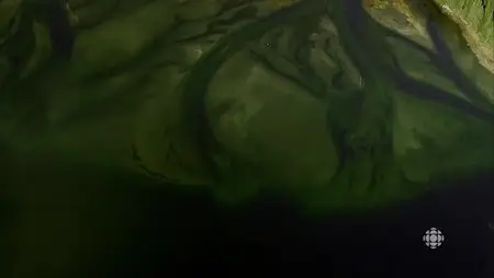 CBC - The Nature of Things: Spirit Bear Family (2015)