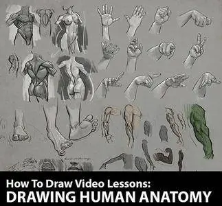 How to Draw: Drawing Human Anatomy by Aaron Blaise