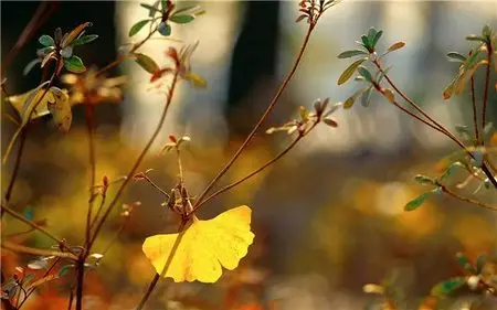 Japan Nature Wallpapers