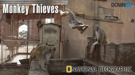 National Geographic - Monkey Thieves A Gang Of Sixty (2008)
