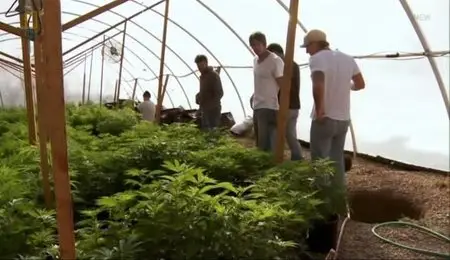 NG American Weed - Marijuana Drama (2012)