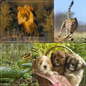 20 Collection Animal I