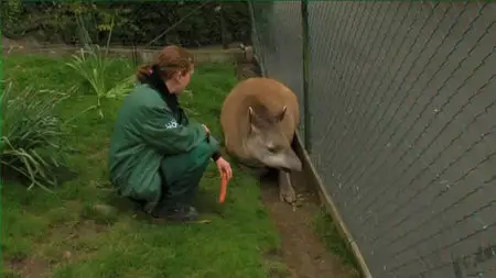 The Zoo: Season 2 Dublin part3