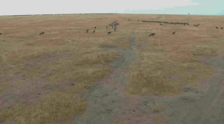 3D Safari: Africa (2011)