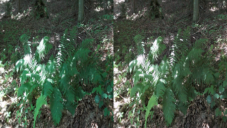 German Forests Pure Nature 3D (2011)