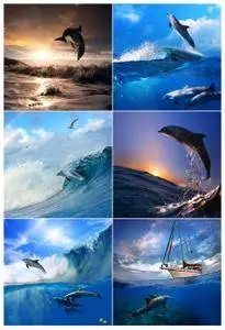 UHQ Photo - Dolphins