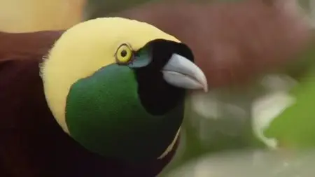 BBC - Attenborough's Paradise Birds (2015)