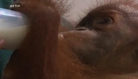 (Arte) Les derniers orang-outangs de Sumatra (2011)