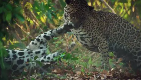 Terra Mater - Brazil: A Natural History (2015)