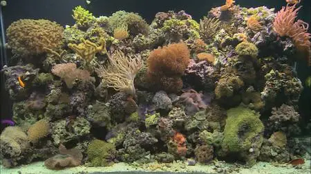 HDScape: Exotic Saltwater Aquarium (2006)