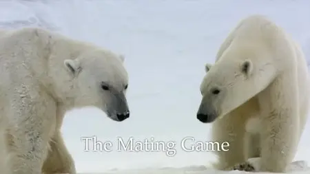 BBC Natural World - The Mating Game (2013)