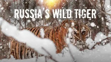 Russias Wild Tiger (2022)