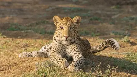 PBS Nature - The Leopard Legacy (2021)