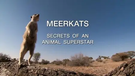 BBC Natural World - Meerkats: Secrets of an Animal Superstar (2013)