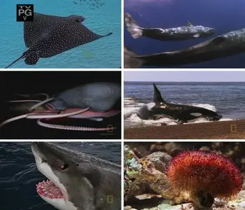 National Geographic - Wild: Ocean Killers (2009)