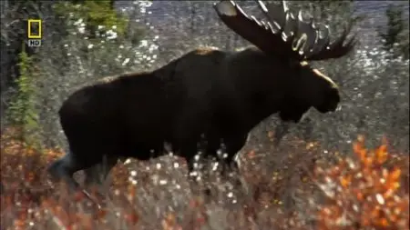 National Geographic - Mighty Moose (2007)