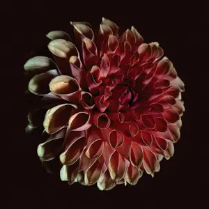 Jessica Moss - Unfolding (2025) [Official Digital Download 24/48]
