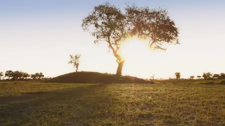 Big Cats S02E01