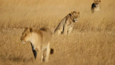 Big Cats S02E01