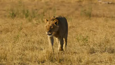 Big Cats S02E01