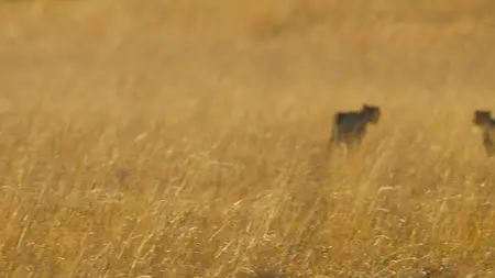 Big Cats S02E01