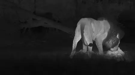 Big Cats S02E01