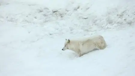 White Wolves: Ghosts of the Arctic (2017)