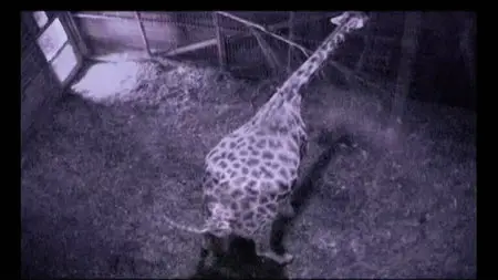 The Zoo: Season 2 Dublin part3