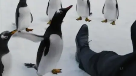 Mr. Popper's Penguins (2011)