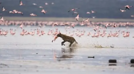 The Crimson Wing: Mystery Of The Flamingos (2009) 