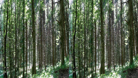 German Forests Pure Nature 3D (2011)