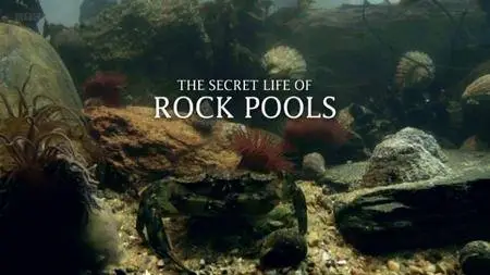BBC - The Secret Life of Rock Pools (2013)