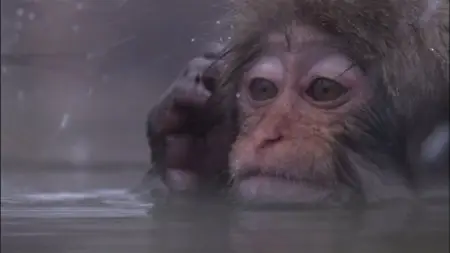BBC - Life (10 of 10) Primates (2009)