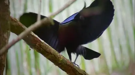 BBC - Attenborough's Paradise Birds (2015)