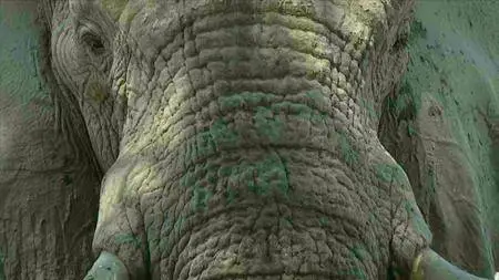 BBC - Saving Africa's Elephants: Hugh and the Ivory War (2016)