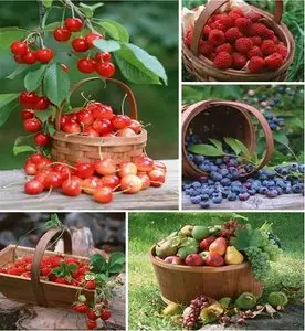 Berries and Fruits