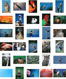 Brand X Pictures Vol 140 - Birds of The World