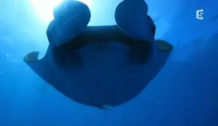 (Fr5) Mayotte, l'île au lagon (2012)