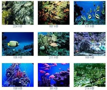 Ocean & Underwater Wallpapers