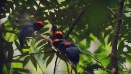 Terra Mater - Brazil: A Natural History (2015)