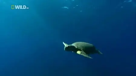 National Geographic - Life Of Oceans Transformation (2012)
