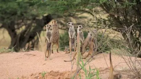 Meerkat Manor: Rise of the Dynasty S01E13