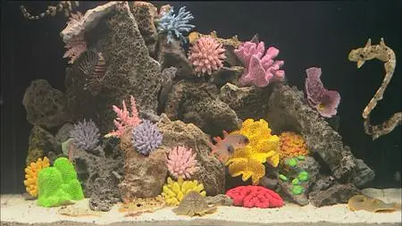 HDScape: Exotic Saltwater Aquarium (2006)