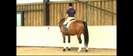 Conrad Schumacher's Dressage System: Prepare to Win: Volume 1: Basic Level (2008)
