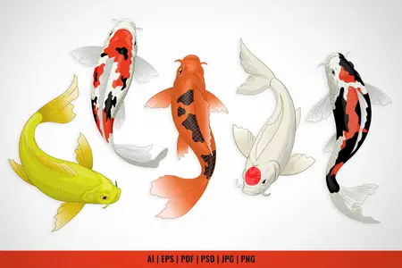 EE - Set of Various Japan's Koi Fishes M8CDU6E