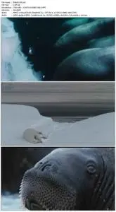 Arctic Tale (2007)