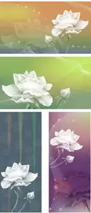 White Rose