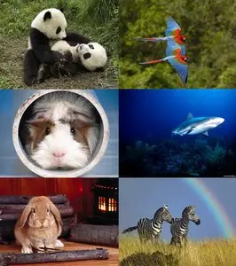 Animal wallpaper