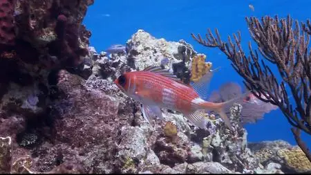 HDScape: HD Window - Visions of the Sea - Explorations (2006)